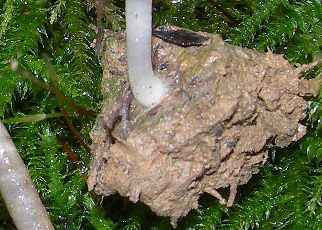 Camarophyllopsis atrovelutina  (Romagn.)  Argaud